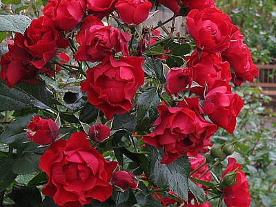 Блэк Форест Роуз (Black Forest Rose)