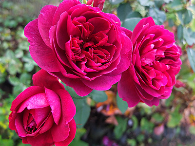 Дарси Басселл ( Darcey Bussell )