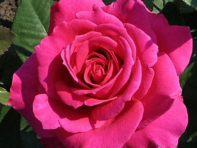 Шакира (Rosa Shakira).