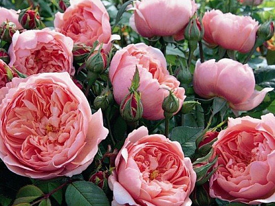 Алнвик роуз  (The Alnwick Rose)